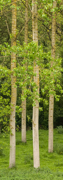Verical trees in Brittany, France
