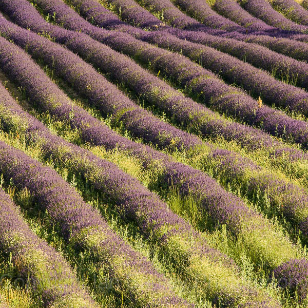 Lander filed with grasses in Provence, France