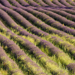 Lander filed with grasses in Provence, France
