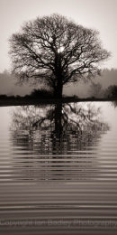 Lone tree and ripples in pond at sunrise in the New Forest National Park, Hampshire, England