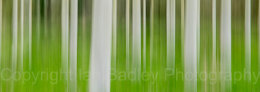 Abstract trees in Brittany, France