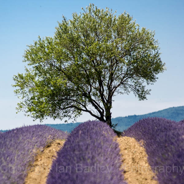 Lavender and a lone tree near Sault, Vaucluse, France