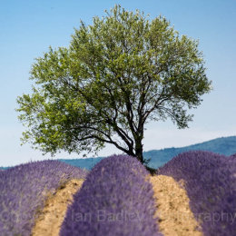 Lavender and a lone tree near Sault, Vaucluse, France