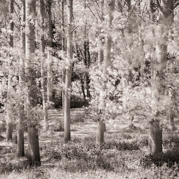 Monochrome trees in Brittany, France