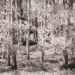 Monochrome trees in Brittany, France