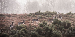 Fallow deer in New Forest National Park, Hampshire, England
