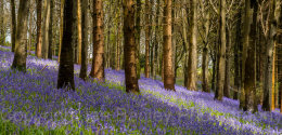 Bluebell Wood, Dorset, England