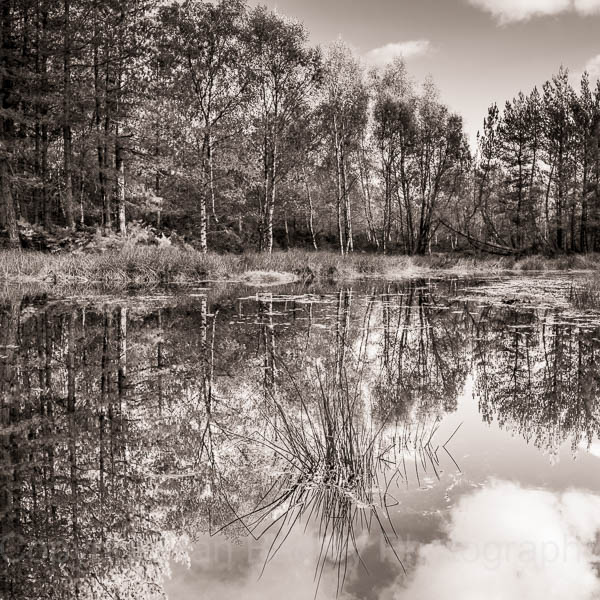 Late autumn pnd reflections, New Forest National Park, Hampshire, England