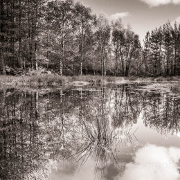 Late autumn pnd reflections, New Forest National Park, Hampshire, England