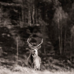 Red deer in the highlands of Scotland