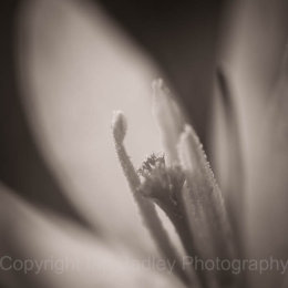 Stamens in monochrome, New Forest National Park, Hampshire, England
