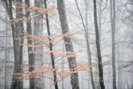 4820 - Misty Beech trees in winter colour, New Forest National Park, Hampshire, England