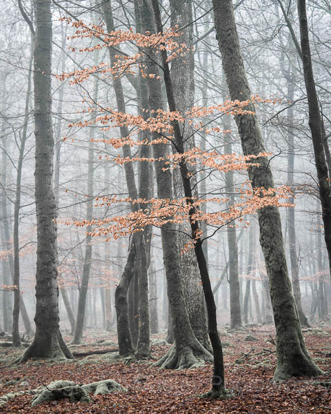 Misty Beech trees in portrait, New Forest National Park, Hampshire, England