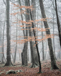 Misty Beech trees in portrait, New Forest National Park, Hampshire, England