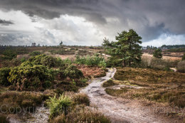 4 - Dark clouds over the New Forest National Park, Hampshire, England
