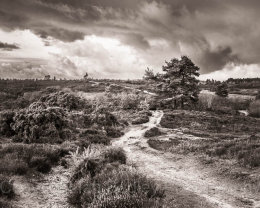 Dark clouds over the New Forest National Park, Hampshire, England