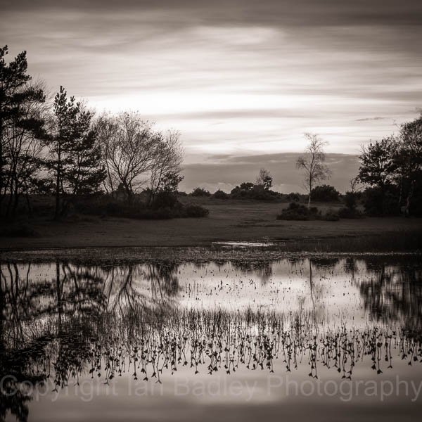 New Forest, Hampshire, UK, Hatchet Pond at Dusk
