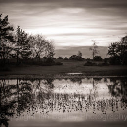 New Forest, Hampshire, UK, Hatchet Pond at Dusk