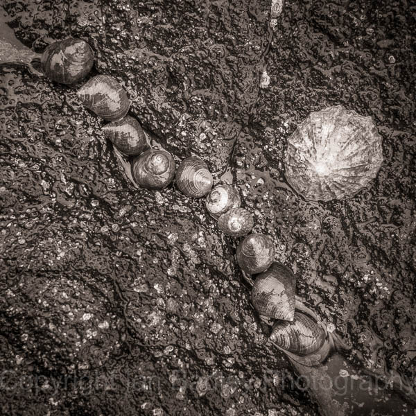 Sea snail arrangement, Isle of Skye, Scotland