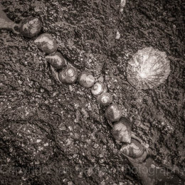 Sea snail arrangement, Isle of Skye, Scotland