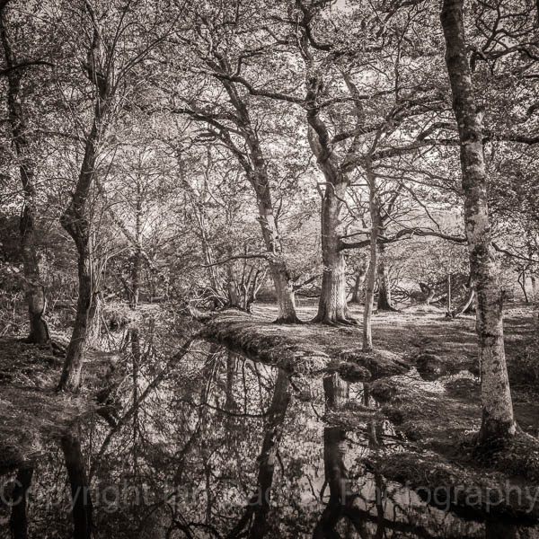 New Forest, Hampshire, UK, Autumn Stream Reflections