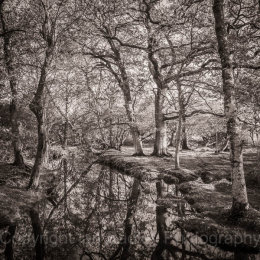 New Forest, Hampshire, UK, Autumn Stream Reflections