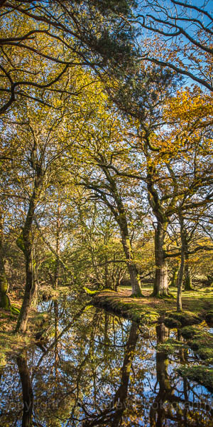 New Forest, Hampshire, UK, Autumn Stream Reflections