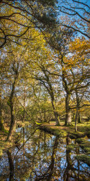 New Forest, Hampshire, UK, Autumn Stream Reflections
