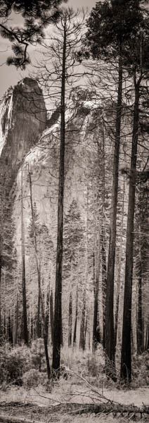 Tall pine trees on the valley floor of Yosemite National Park, California, USA