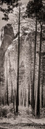 Tall pine trees on the valley floor of Yosemite National Park, California, USA