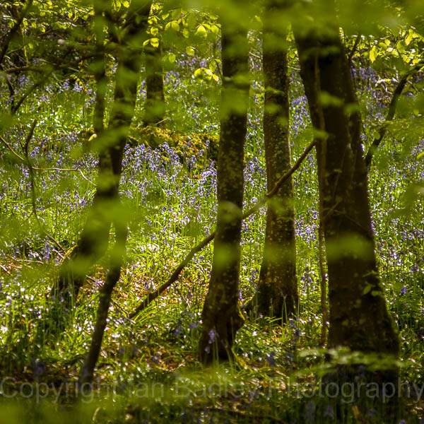 Bluebells through the leaves, Dorset, England