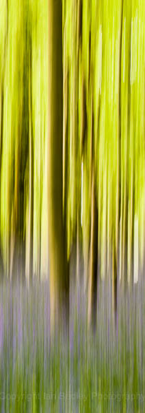 Panned bluebell wood, Dorset, England