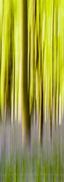Panned bluebell wood, Dorset, England