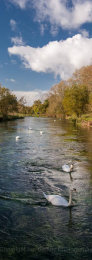 Swans on the River Itchen, Hampshire, England