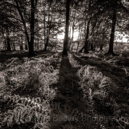 Tree shadows on ferns in the New Forest National Park, Hampshire, England