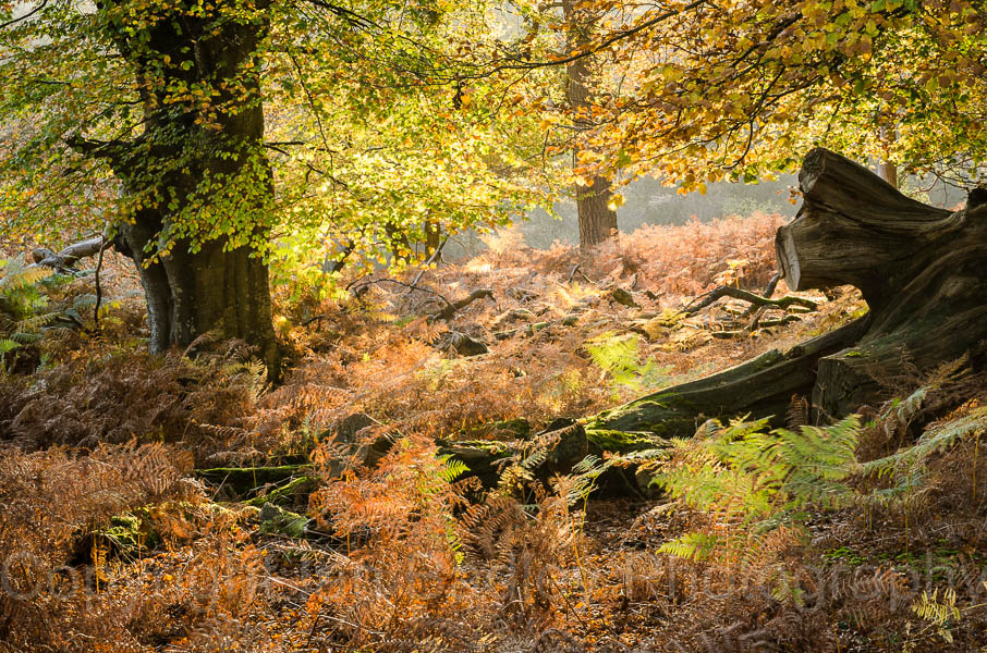 6547c - Late autumn sunlight through the trees and ferns, New Forest National Park, Hampshire, England