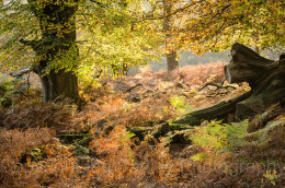 6547c - Late autumn sunlight through the trees and ferns, New Forest National Park, Hampshire, England