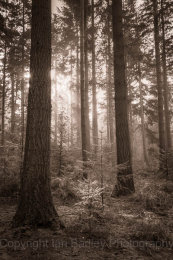 6647 - Sun rise and saplings in an enclosure in the New Forest National Park, Hampshire, England
