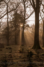 6696 - Sun rise through the misty tall trees, New Forest National Park, Hampshire, England
