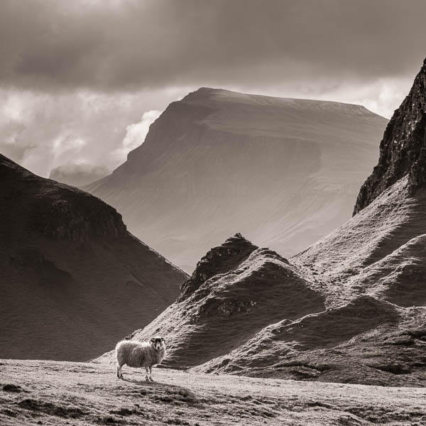 Lone sheep on the Quaraing, Totternish, Isle of Skye, Scotland