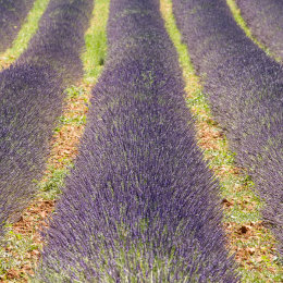 Square lavender fields in Provence, France