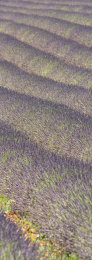 Vertical abstract lavender Fields, Provence, France