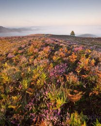 Colourful sunrise over the heather and grasses in summer in the New Forest National Park, Hampshire, England