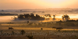 Cattle grazing on a misty late summer moor at sunrise, New Forest National Park, Hampshire, England