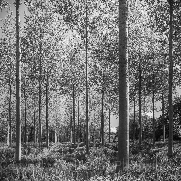 Straight tall trees in Brittany, France