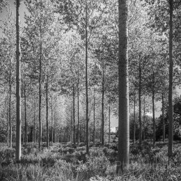 Straight tall trees in Brittany, France
