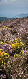 Summer heather on Exmoor National Park, England
