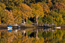 9740 - Beaulieu River trees in autumn, Hampshire, England