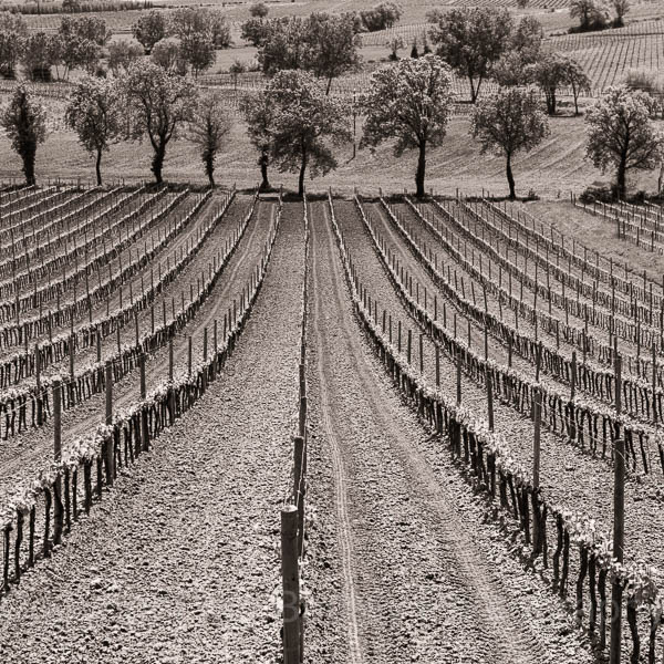 Rows of vines in Tuscany, Italy