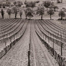 Rows of vines in Tuscany, Italy
